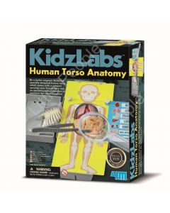 4M - KidzLabs - Human Torso