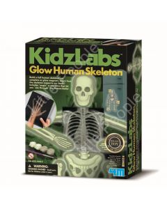 4M - KidzLabs - Human Skeleton last one